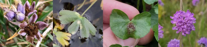 Entyloma ficariae