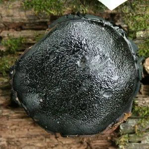 Boliniaceae