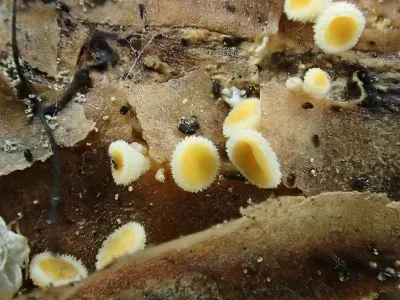 Лакнелула чашоподібна