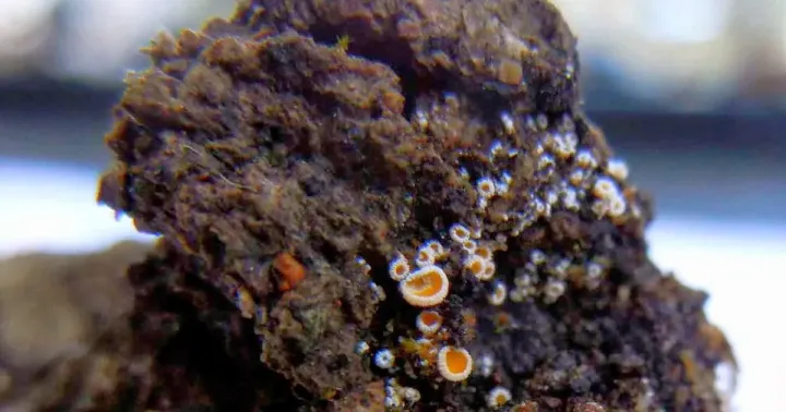 Lachnellula resinaria