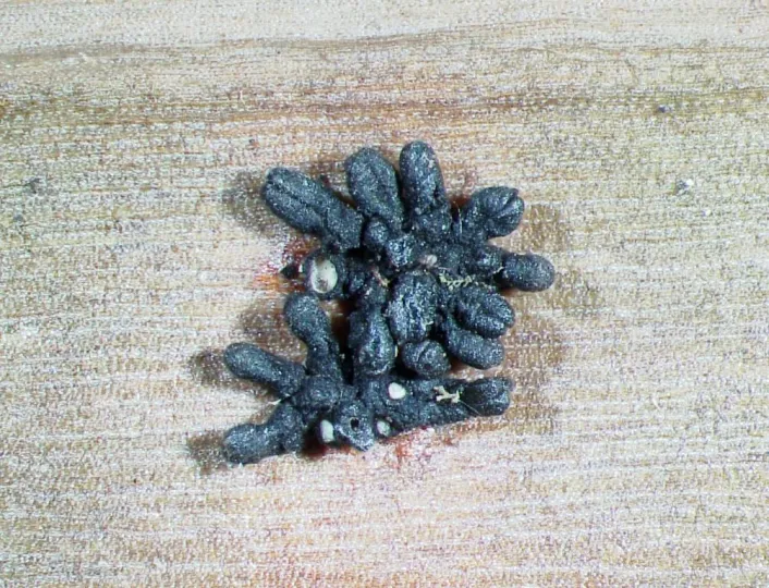 Corynelia leaf spot