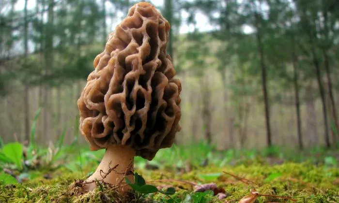Mitrophora
