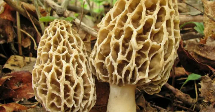 Morel