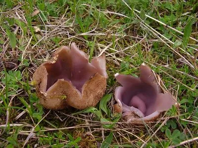 Sarcosphaera coronaria