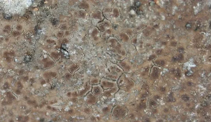 Hymenelia lacustris