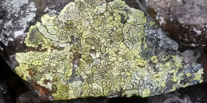 Rhizocarpon