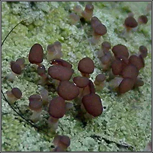 Baeomycetaceae lichens