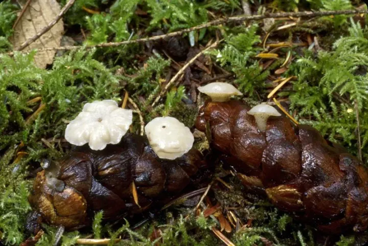Cudoniella