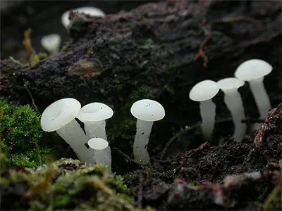 Кудониэлла игольчатая