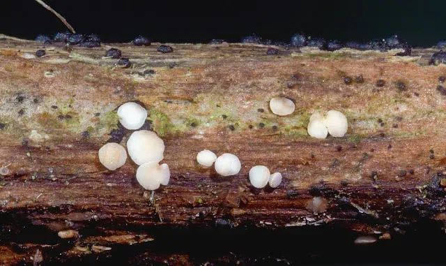 Calycina herbarum