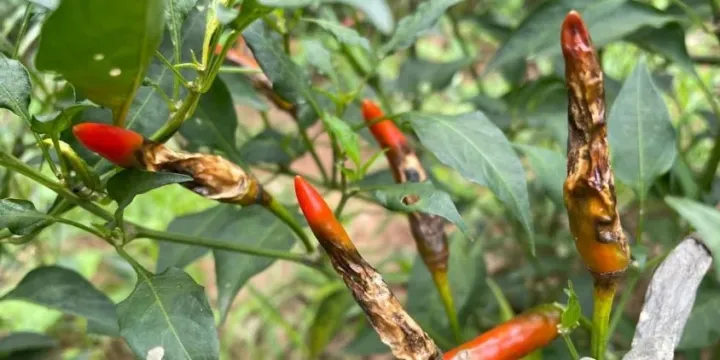 Anthracnose
