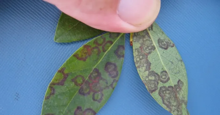 Blueberry necrotic ring blotch virus