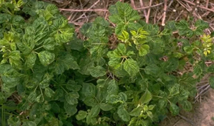 Raspberry crinivirus