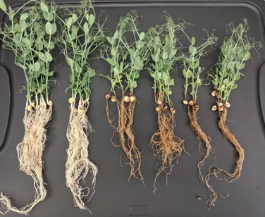 Aphanomyces root rot