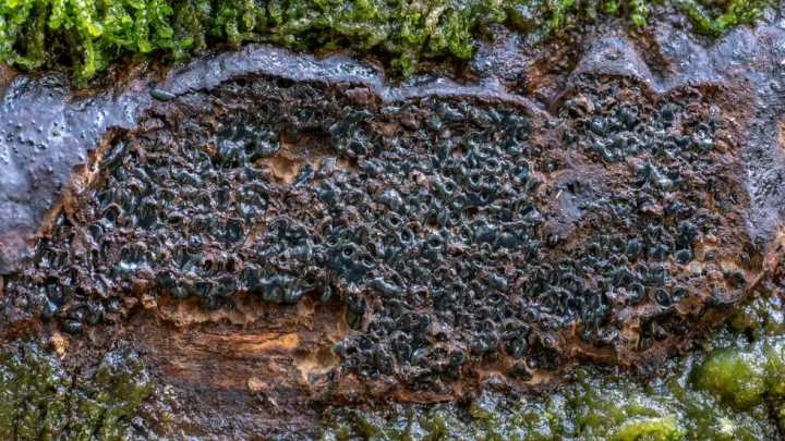 Camarops tubulina