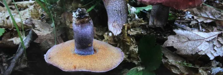 Leccinum