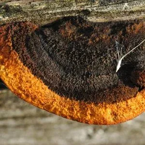 Gloeophyllales
