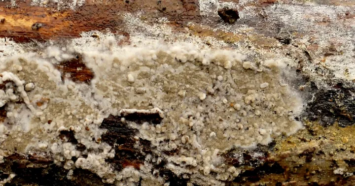 Botryobasidium blight