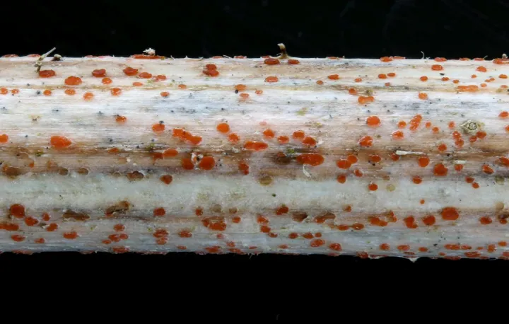 Helminthosphaeria clavariarum