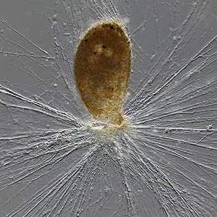 Amoebophilus