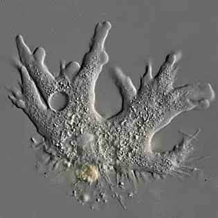 Amoebophilus penardii