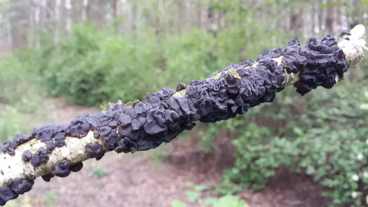 Black witch's butter