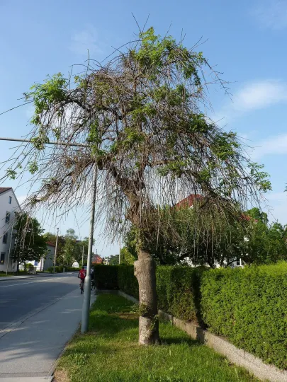 Ash dieback