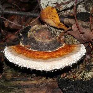 Fomitopsidaceae