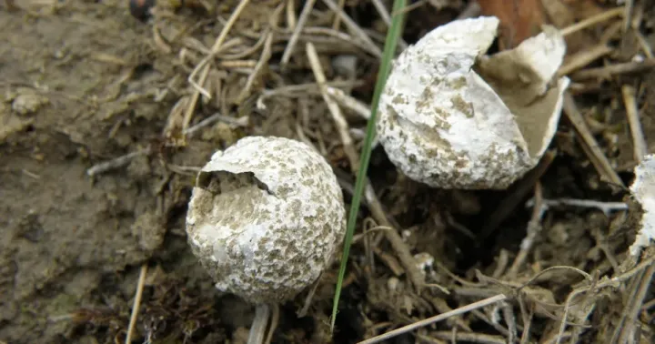 Gastrosporiaceae smut