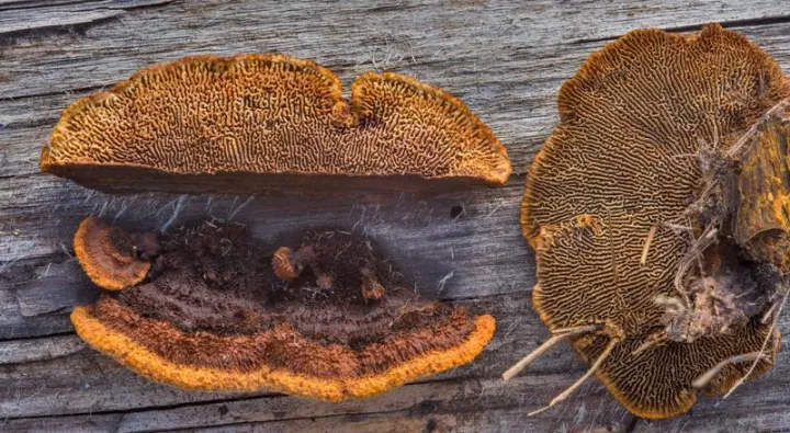 Gloeophyllaceous fungi