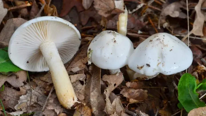 Ivory waxy cap