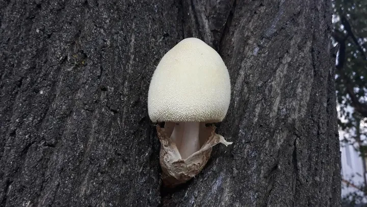 Volvariella