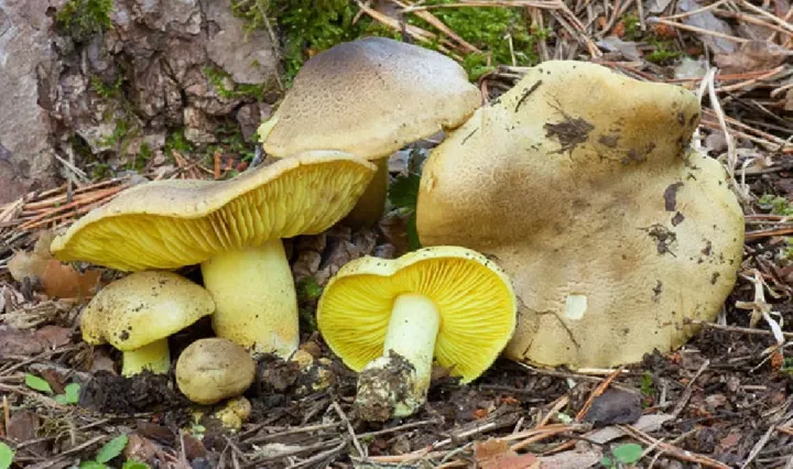 Tricholoma viridilutescens