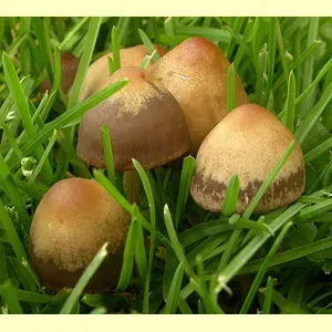 Lawn mowers mushroom