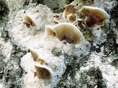 Gloeoporus