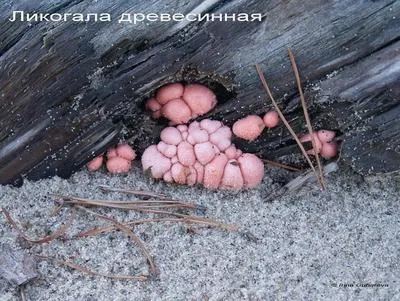 Ліцеацеї