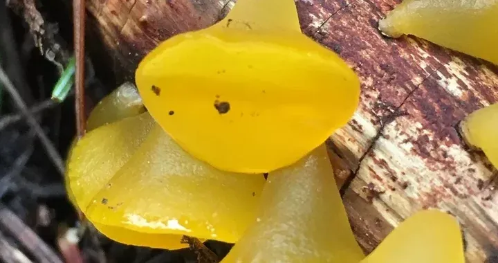 Guepiniopsis