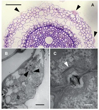 Sebacinales fungi