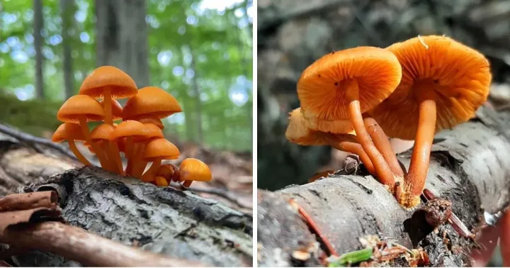 Mycena leaiana