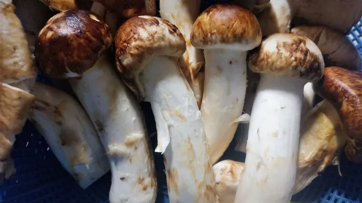 Matsutake