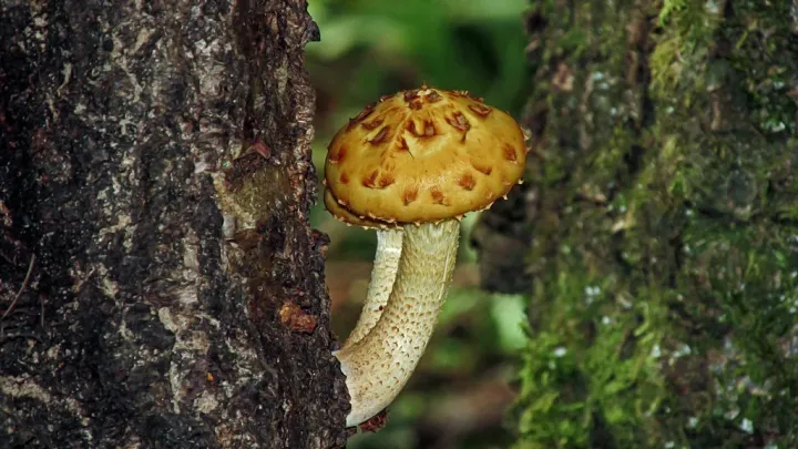Pholiota limonella