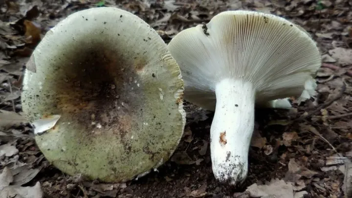 Russula heterophylla