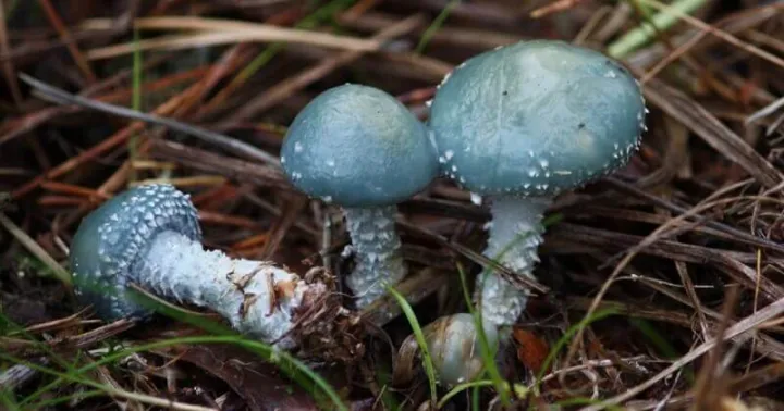 Blue-green Stropharia