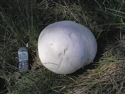 Головач гигантский