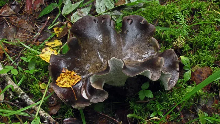 Boletopsis leucomelaena