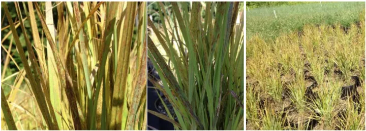 Millet rust