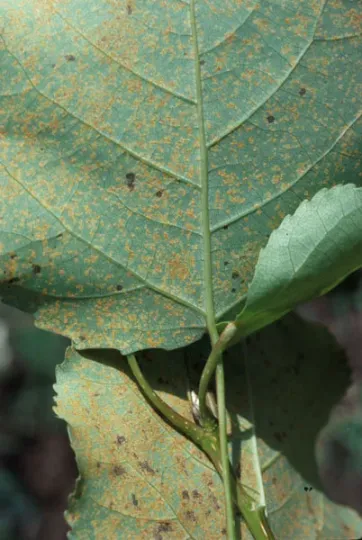 Hemlock-poplar rust