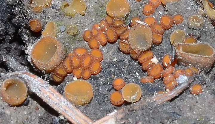 Pachyella babingtonii