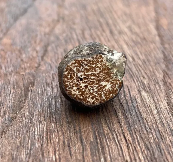 Octaviania asterosperma