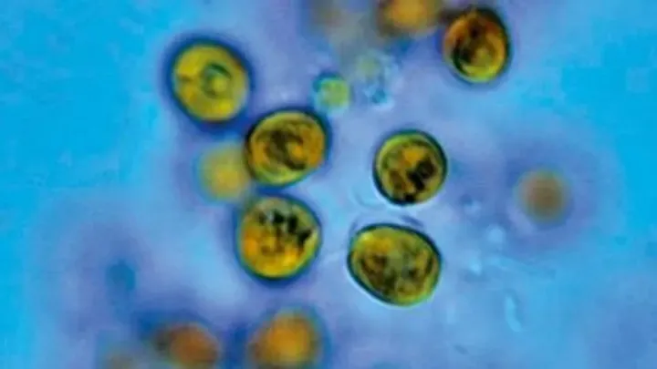 Isochrysidaceae